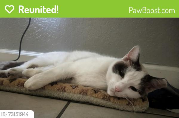 Reunited Male Cat last seen SW 90th Ct. and SW 215th St., Cutler Bay, FL 33189