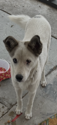 Lost Male Dog last seen 17th st , n state st, San Bernardino, CA 92411