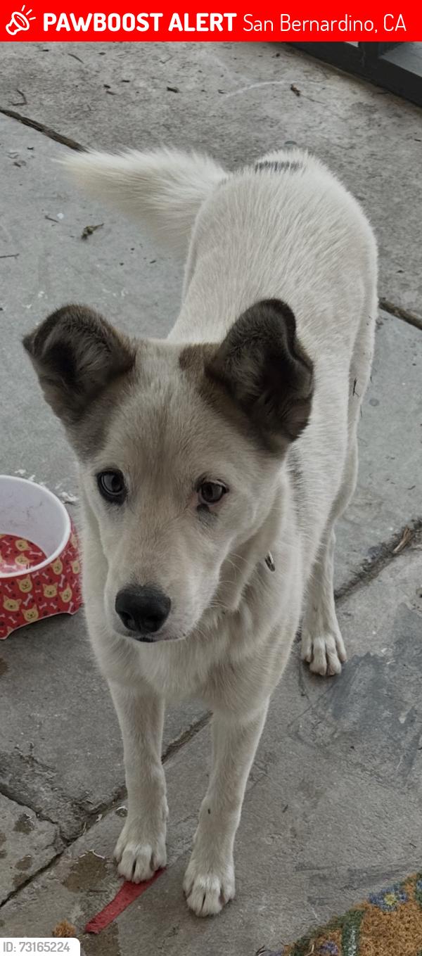 Lost Male Dog last seen 17th st , n state st, San Bernardino, CA 92411