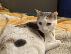 Lost Female Cat last seen Between Redwood and Alla Road, Marina del Rey, CA 90292