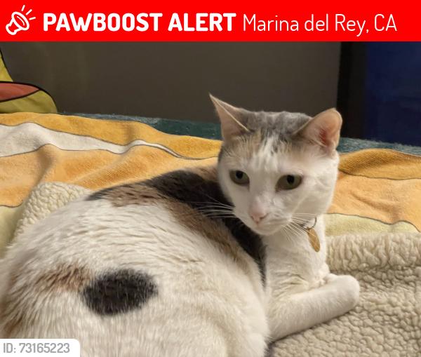 Lost Female Cat last seen Between Redwood and Alla Road, Marina del Rey, CA 90292