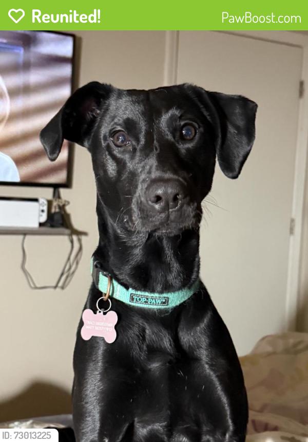 Reunited Female Dog last seen Near N Interstate Dr, Norman, OK 73072, USA, Norman, OK 73072