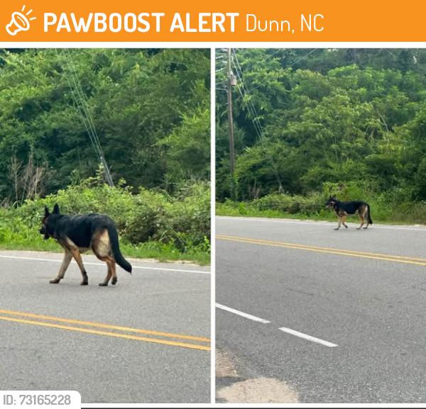 Found/Stray Unknown Dog last seen Dunn National Guard Armory, Dunn, NC 28334