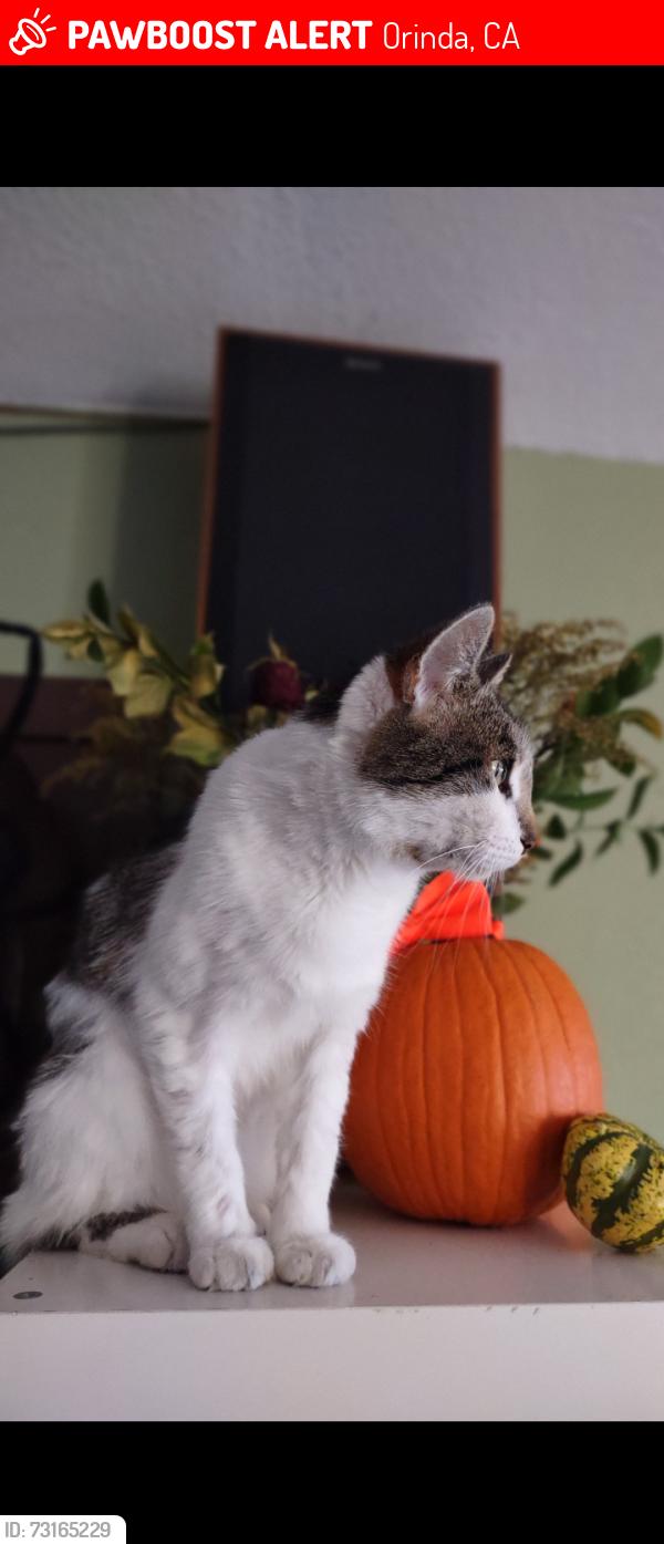 Lost Female Cat last seen Vista del orinda and las piedras, Orinda, CA 94563