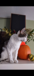 Lost Female Cat last seen Vista del orinda and los pidres, Orinda, CA 94563