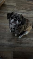 Lost Female Dog last seen Park Avenue NE lot 11, Norton, VA 24273