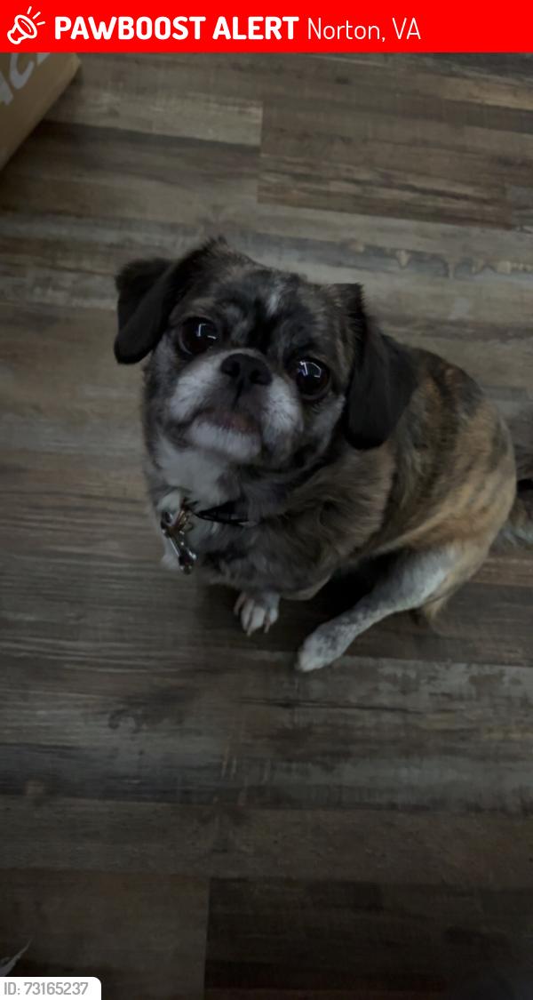 Lost Female Dog last seen Park Avenue NE lot 11, Norton, VA 24273