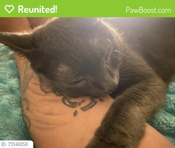 Reunited Male Cat last seen Packer st & Greenough St, Sunbury, PA 17801