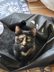 Lost Female Cat last seen 229th Pl NE, Redmond, WA 98053