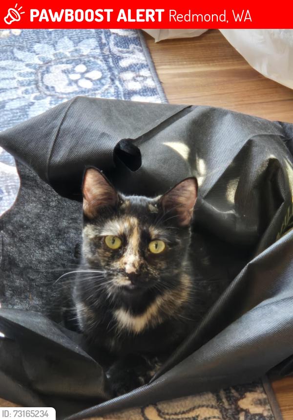 Lost Female Cat last seen 229th Pl NE, Redmond, WA 98053