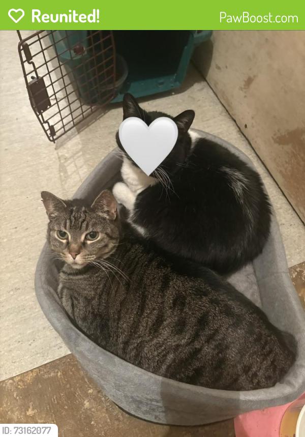 Reunited Female Cat last seen Toronto street, between Sargent and Wellington, Winnipeg, MB R3E 1Z5