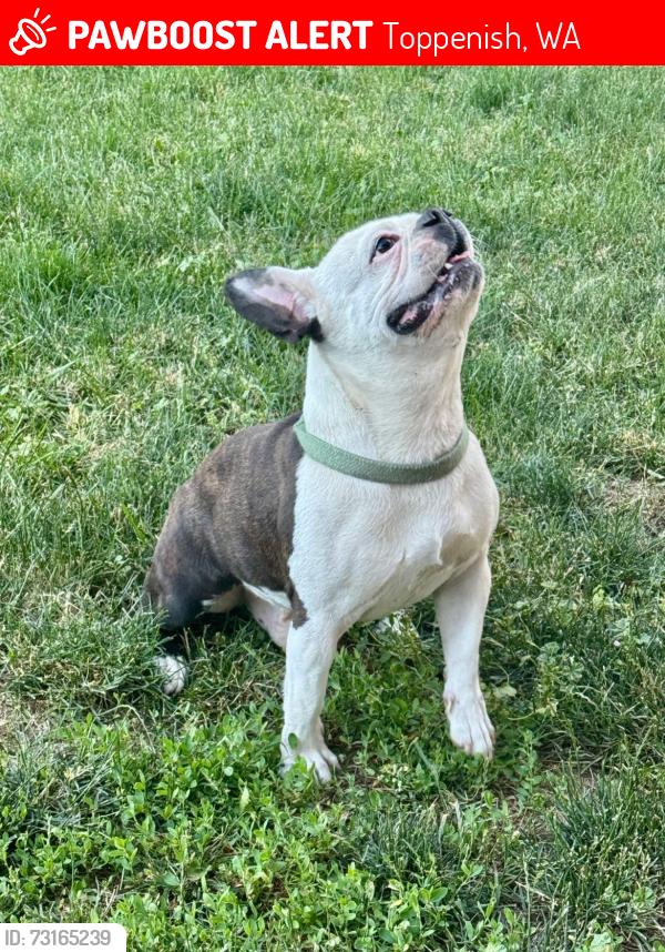 Lost Male Dog last seen Near Toppenish Sinclair & Safeway, Toppenish, WA 98948