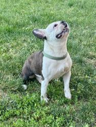 Lost Male Dog last seen Near Toppenish Sinclair & Safeway, Toppenish, WA 98948
