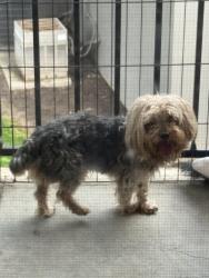 Found/Stray Male Dog last seen Mack Road, Sacramento CA, Sacramento, CA 95823