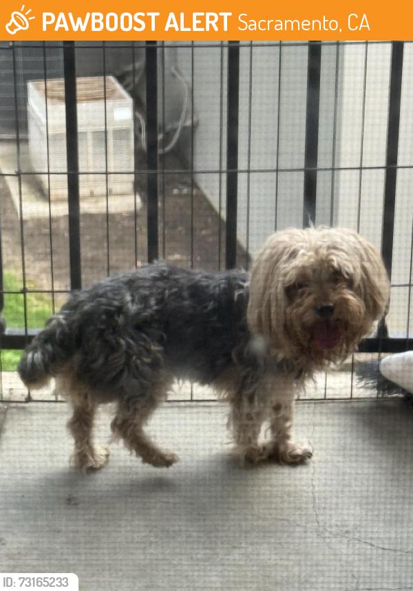 Found/Stray Male Dog last seen Mack Road, Sacramento CA, Sacramento, CA 95823