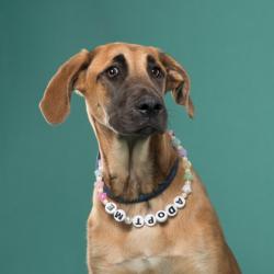 Shelter Stray Female Dog last seen Near Fulton Industrial BLVD, Atlanta,, 1251 Fulton Industrial Blvd NW, Atlanta, GA 30336, USA