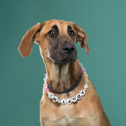 Shelter Stray Female Dog last seen Near Fulton Industrial BLVD, Atlanta,, 1251 Fulton Industrial Blvd NW, Atlanta, GA 30336, USA