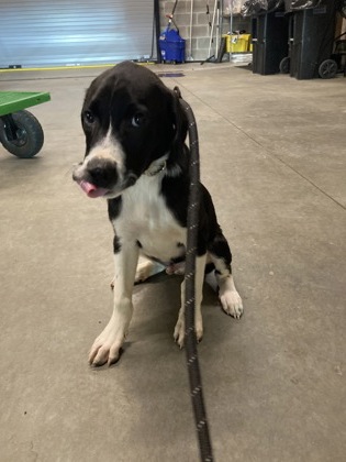 Shelter Stray Male Dog last seen Near Plantation Bridge Dr, Johns Creek,, 1251 Fulton Industrial Blvd NW, Atlanta, GA 30336, USA