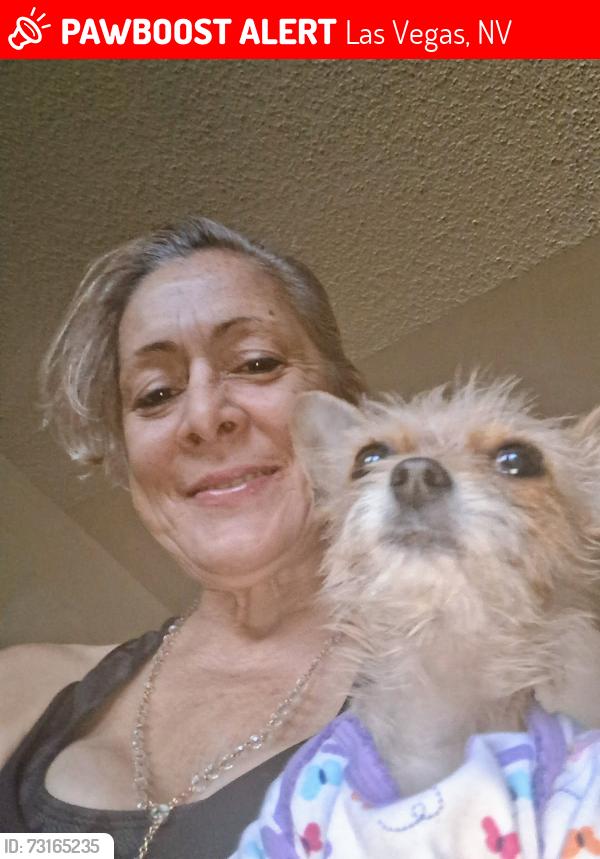 Lost Female Dog last seen Hazelwood and Twain, Las Vegas, NV 89119