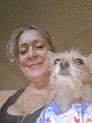 Lost Female Dog last seen Hazelwood and Twain, Las Vegas, NV 89119