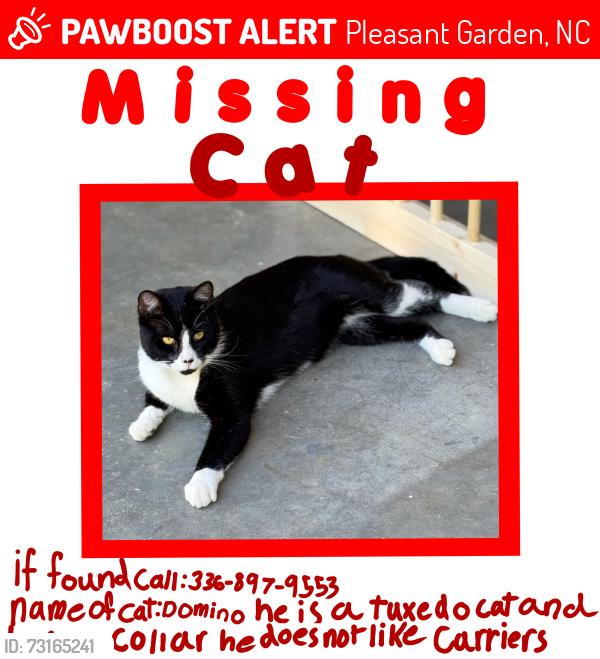 Lost Male Cat last seen Deer valley rd, Pleasant Garden, NC 27313