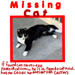 Lost Male Cat last seen Deer valley rd, Pleasant Garden, NC 27313