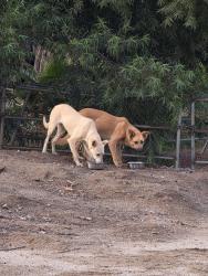 Found/Stray Unknown Dog last seen Felspar & 56th street, Jurupa Valley, CA 92509