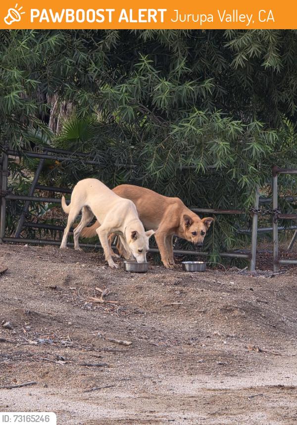 Found/Stray Unknown Dog last seen Felspar & 56th street, Jurupa Valley, CA 92509