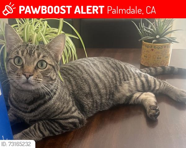 Lost Male Cat last seen 28th East & Ave S Palmdale. May have been seen in Thousand Oaks RV Park Acton., Palmdale, CA 93550