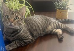 Lost Male Cat last seen 28th East & Ave S Palmdale. May have been seen in Thousand Oaks RV Park Acton., Palmdale, CA 93550