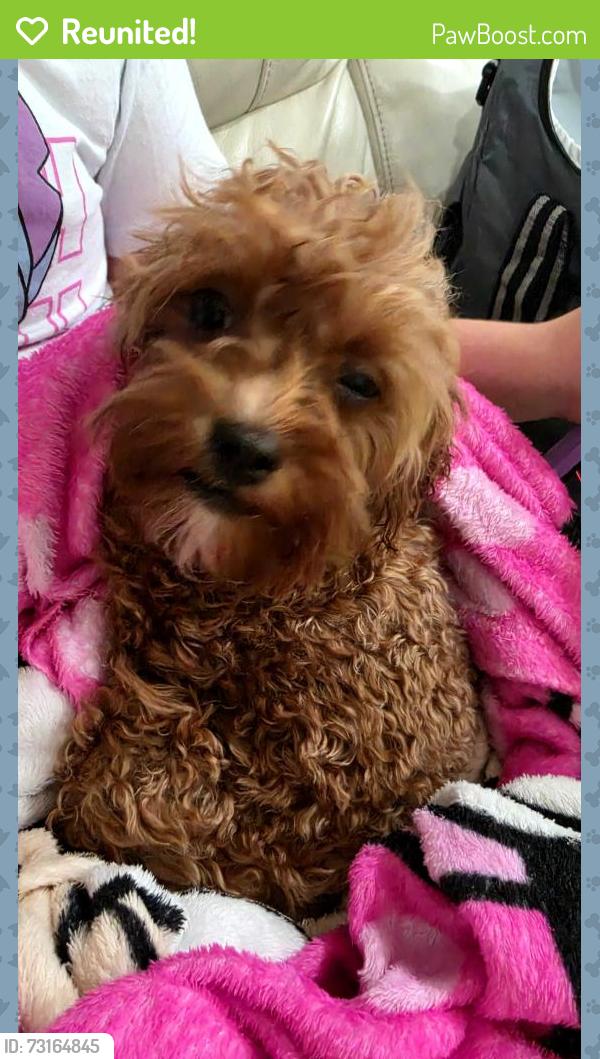 Reunited Female Dog last seen Old Cutler rd cutler bay, Cutler Bay, FL 33189