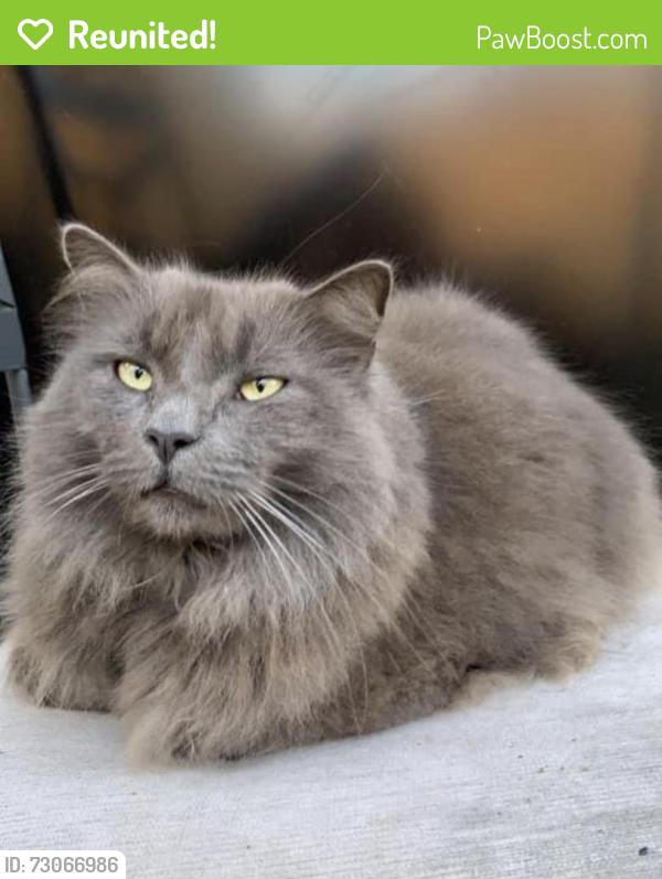 Reunited Male Cat last seen Circle K in Angier, Angier, NC 27501