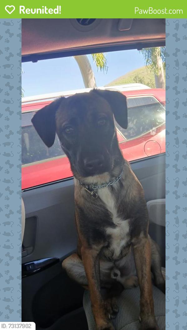 Reunited Male Dog last seen Valley and mission blvd, Los Angeles, CA 90031