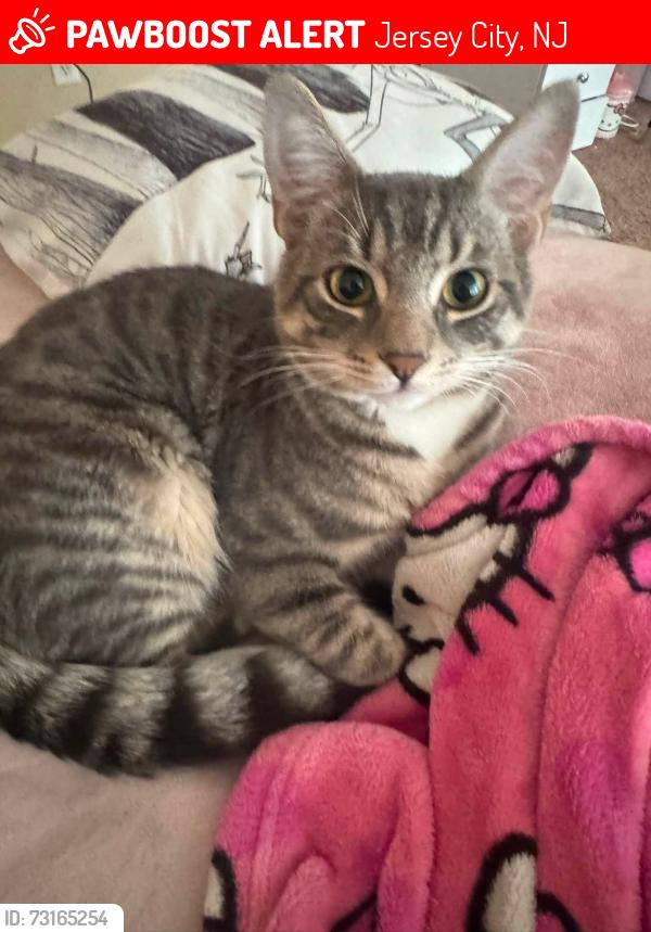 Lost Female Cat last seen Tonelle and Carlton, Jersey City, NJ 07306