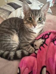 Lost Female Cat last seen Tonelle and Carlton, Jersey City, NJ 07306
