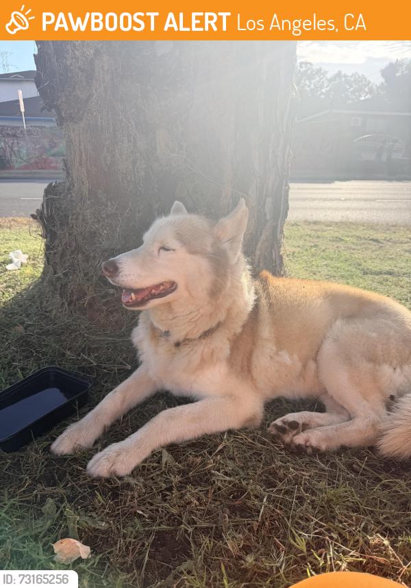 Found/Stray Female Dog last seen Vermont, Los Angeles, CA 90044