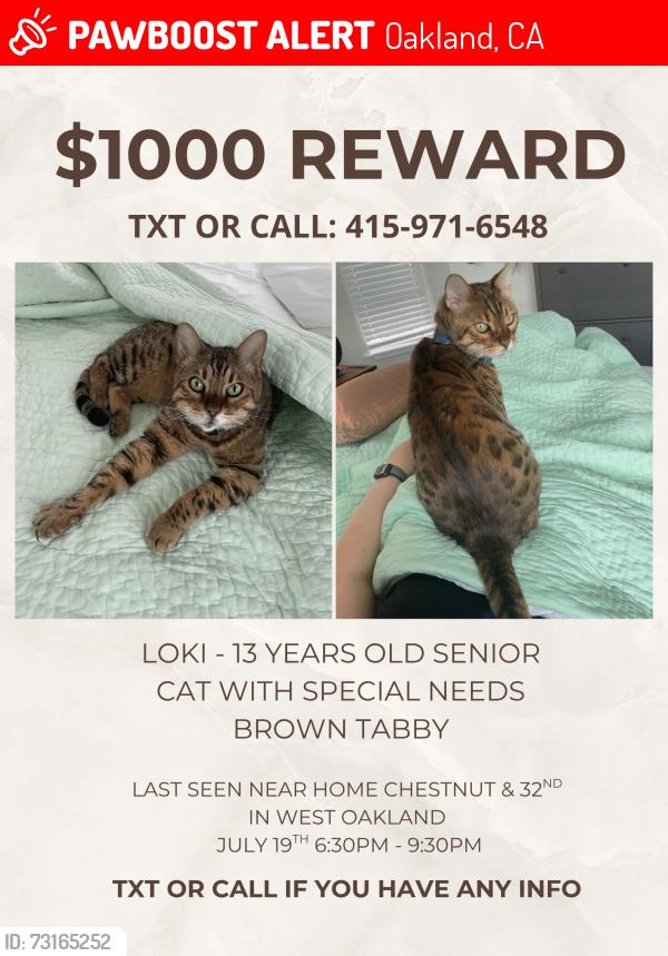 Lost Male Cat last seen Chestnut and 32nd st, Oakland, CA 94608