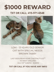 Lost Male Cat last seen Chestnut and 32nd st, Oakland, CA 94608