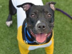 Shelter Stray Male Dog last seen Empire Blvd Street, BROOKLYN, NY, 11225, 326 E 110th St, New York, NY 10029, USA