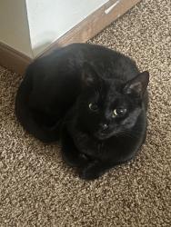 Lost Female Cat last seen Astor and Land, Milwaukee, WI 53202