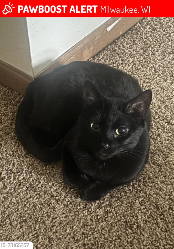 Lost Female Cat last seen Astor and Land, Milwaukee, WI 53202