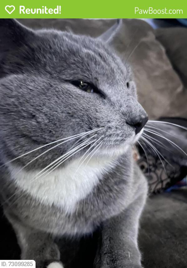 Reunited Male Cat last seen Bonnie blu, Charlotte, NC 28273
