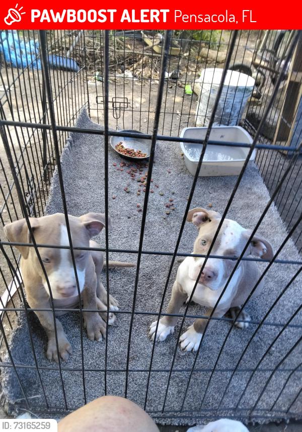 Lost Male Dog last seen Murphy, Pensacola, FL 32505