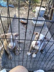 Lost Male Dog last seen Murphy, Pensacola, FL 32505
