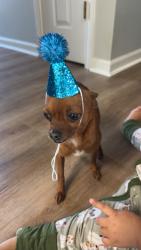 Lost Male Dog last seen Between Ridgefield way and Brady Dr, Dalton, GA 30719