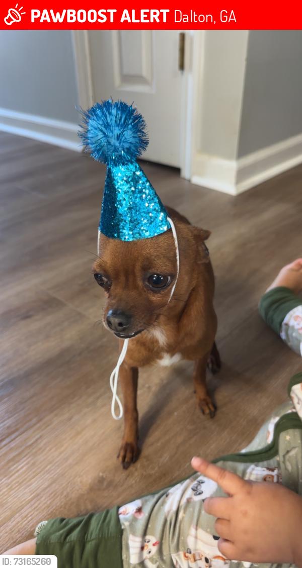 Lost Male Dog last seen Between Ridgefield way and Brady Dr, Dalton, GA 30719