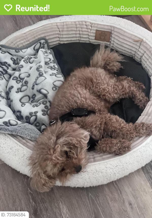 Reunited Male Dog last seen Washington Avenue, West Haven, CT 06516