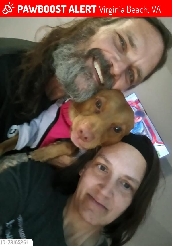 Lost Female Dog last seen Birdneck Rd, Virginia Beach, VA 23452