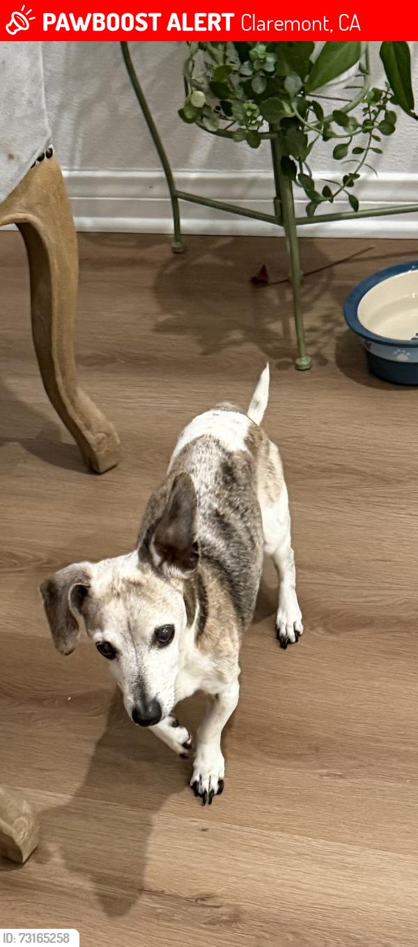 Lost Male Dog last seen Padua /Fuller, Claremont, CA 91711