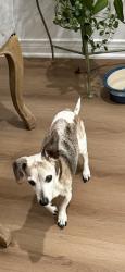 Lost Male Dog last seen Padua /Fuller, Claremont, CA 91711